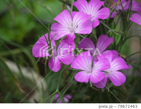 ムギセンノウ ムギセンノウ 79672463