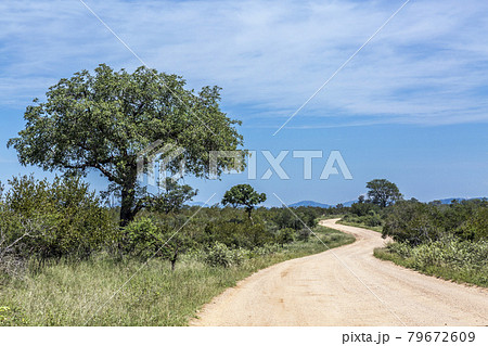 Safari road in Kruger National park, South Africa 79672609