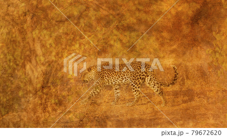 Leopard in Kruger National park, South Africa 79672620