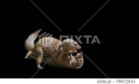 Hippopotamus in Kruger National park, South Africa 79672631