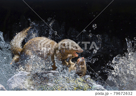 Hippopotamus in Kruger National park, South Africa 79672632