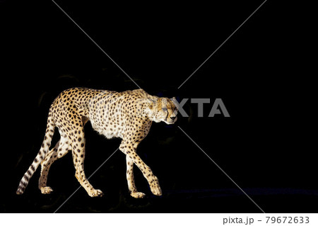 Cheetah in Kgalagadi transfrontier park, South Africa 79672633