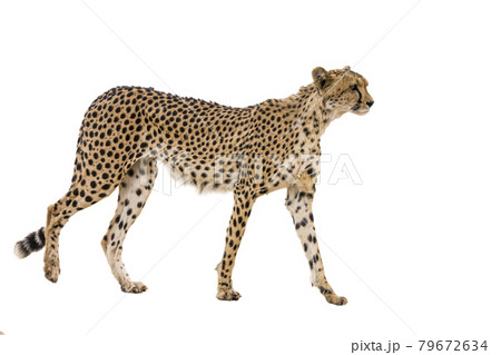 Cheetah in Kgalagadi transfrontier park, South Africa 79672634