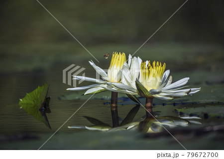 White water lily in Kruger National park, South Africa 79672700