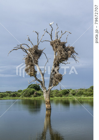 Dead tree with weaver nest and african spoonbill in Kruger National park, South Africa 79672707