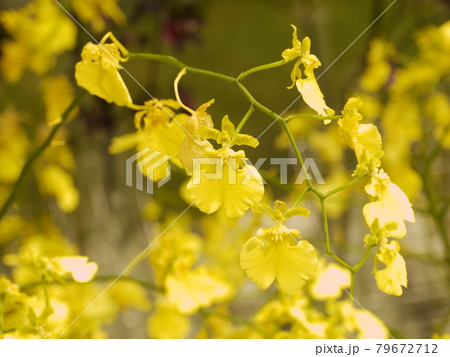 花 フラワー お花 79672712