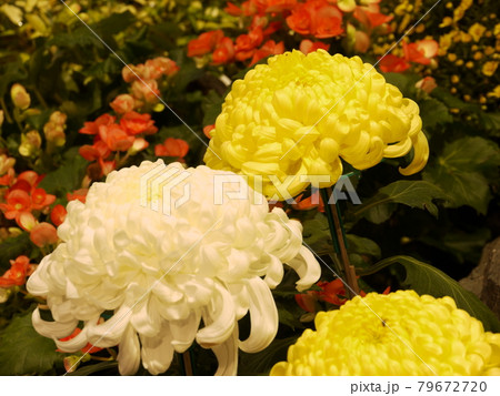 花 フラワー お花 79672720