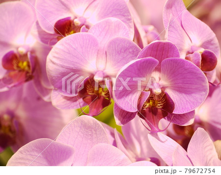 花 フラワー お花 79672754