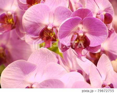 花 フラワー お花 79672755