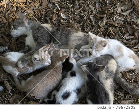 Mother Cat breastfeeding newborn kittens Mother Cat breastfeeding newborn kittens 79672805