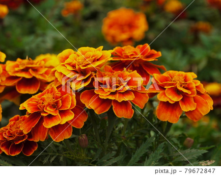 花 フラワー お花 79672847