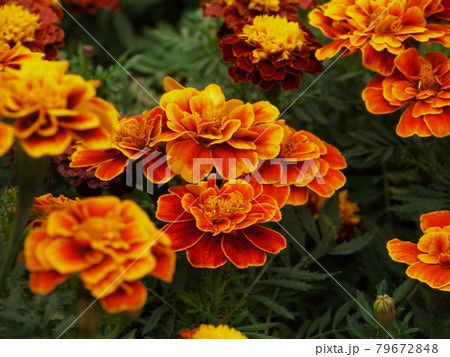 花 フラワー お花 79672848