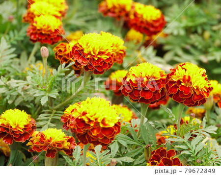 花 フラワー お花 79672849