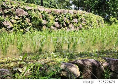 初夏のみずがはられた棚田と田植えされた稲 79672874