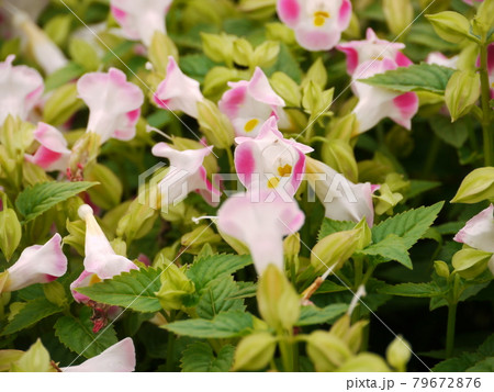 花 フラワー お花 79672876