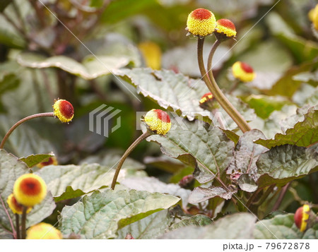 花 フラワー お花 79672878