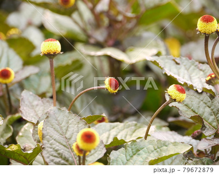 花 フラワー お花 79672879