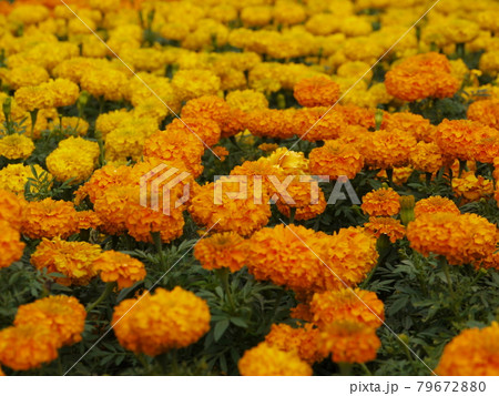 花 フラワー お花 79672880