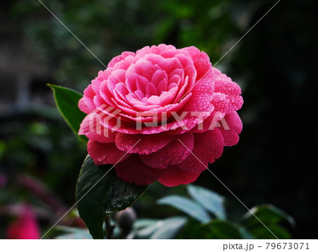 花 フラワー お花 79673071