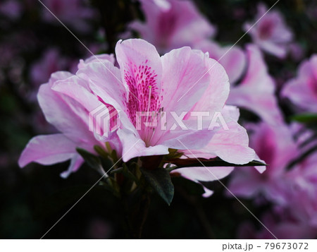 花 フラワー お花 79673072