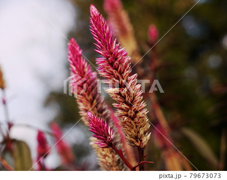 花 フラワー お花 79673073