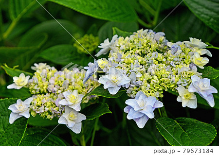 ガクアジサイ(額紫陽花) ガクアジサイ(額紫陽花) 79673184