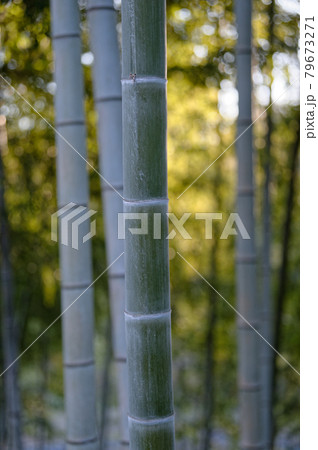 早朝 竹のある風景(2021年冬) 早朝 竹のある風景(2021年冬) 79673271
