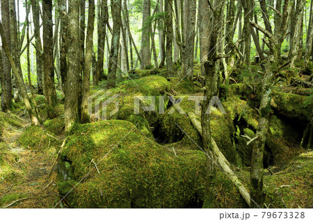 苔の森 苔の森 79673328
