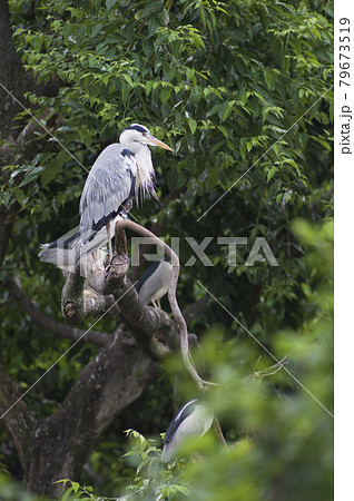 この鳥の名前はアオサギです。学名はArdea cinereaです。 この鳥の名前はアオサギです。学名はArdea cinereaです。 79673519