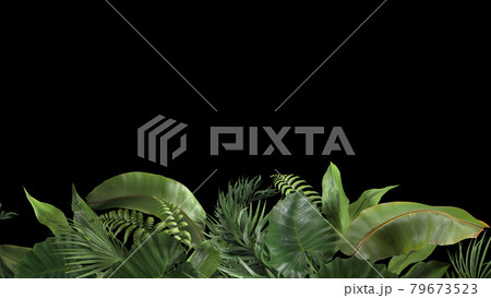 3d render composition of tropical plants on a black blackground 79673523