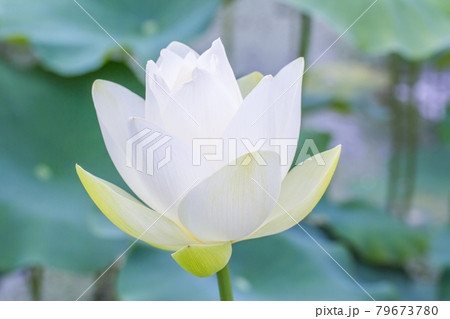 蓮の花 蓮の花 79673780