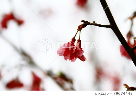 花 フラワー お花 79674445