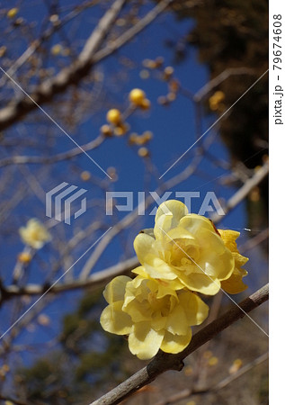 ロウバイ 79674608