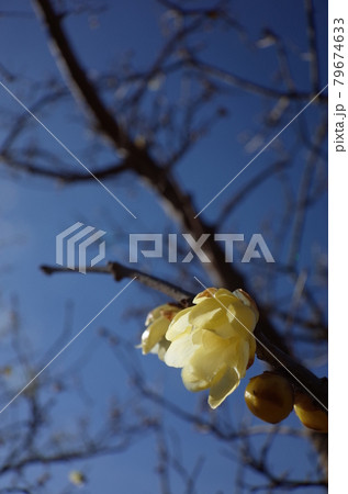 ロウバイ ロウバイ 79674633