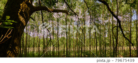 Thin trees standing close together at the edge of a bog 79675439