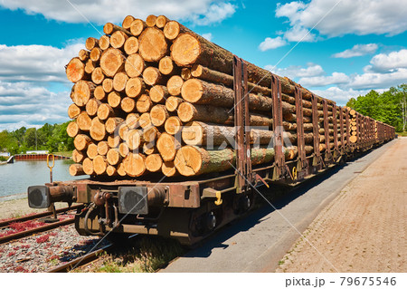 Side view of freshly felled logs during transport on a railway wagon in the port 79675546