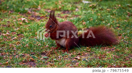 Squirrel, scientific Sciurus vulgaris, sitting on a lawn and holding an acorn. Squirrel, scientific Sciurus vulgaris, sitting on a lawn and holding an acorn. 79675549