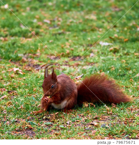 Squirrel, scientific Sciurus vulgaris, sitting on a lawn and holding an acorn. Squirrel, scientific Sciurus vulgaris, sitting on a lawn and holding an acorn. 79675671