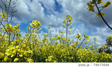 Bright yellow rape field in front of a blue sky with many clouds Bright yellow rape field in front of a blue sky with many clouds 79675688