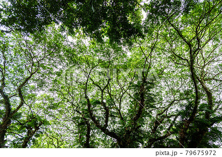 Looking up perspective view of natural tropical rain forest foliage at Taman Negara National Park 79675972