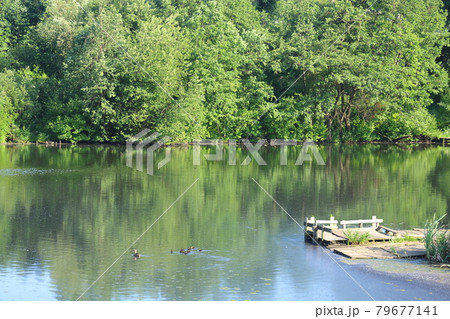 Green wall of bushes by the lake, duck with ducklings, pacifying background 79677141