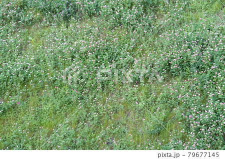 Clover thickets on the hillside, pink flowers and green leaves, calm floral background 79677145