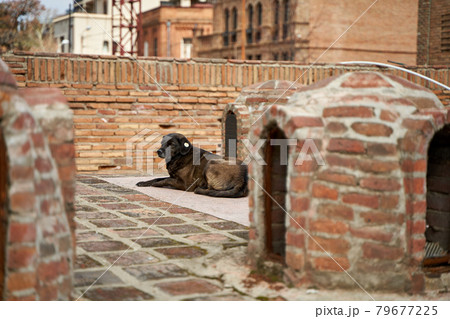 a homeless spayed dog lies on the street 79677225