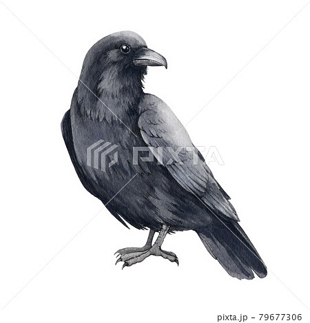 Black Raven Bird Watercolor Illustration Hand Stock Illustration