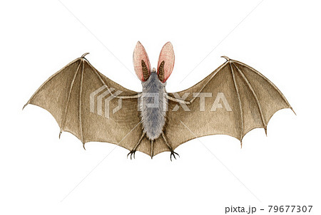 Bat animal watercolor illustration. Hand drawn wild scary animal with leather wings. Wildlife spooky halloween element. Brown bat with big ears. White background 79677307