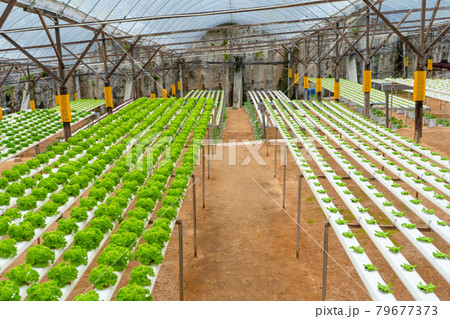 Modern greenhouse for growing salads with irrigation system. Industrial scale of growing plants Modern greenhouse for growing salads with irrigation system. Industrial scale of growing plants 79677373