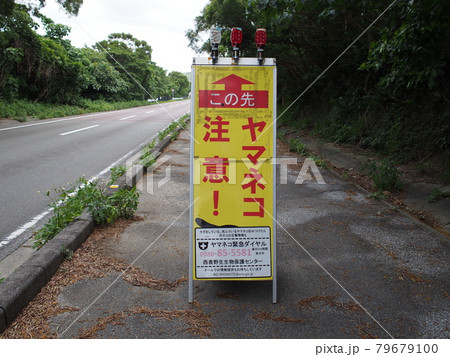 ヤマネコ注意! 西表島 ヤマネコ注意! 西表島 79679100