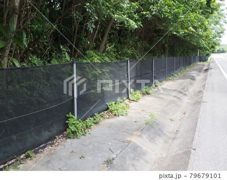 ヤマネコ事故対策ネット　西表島 79679101