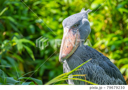 Shoebill - funny stork in the greenery 79679230
