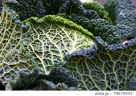 Fresh Savoy cabbage. Fresh Savoy cabbage. 79679442